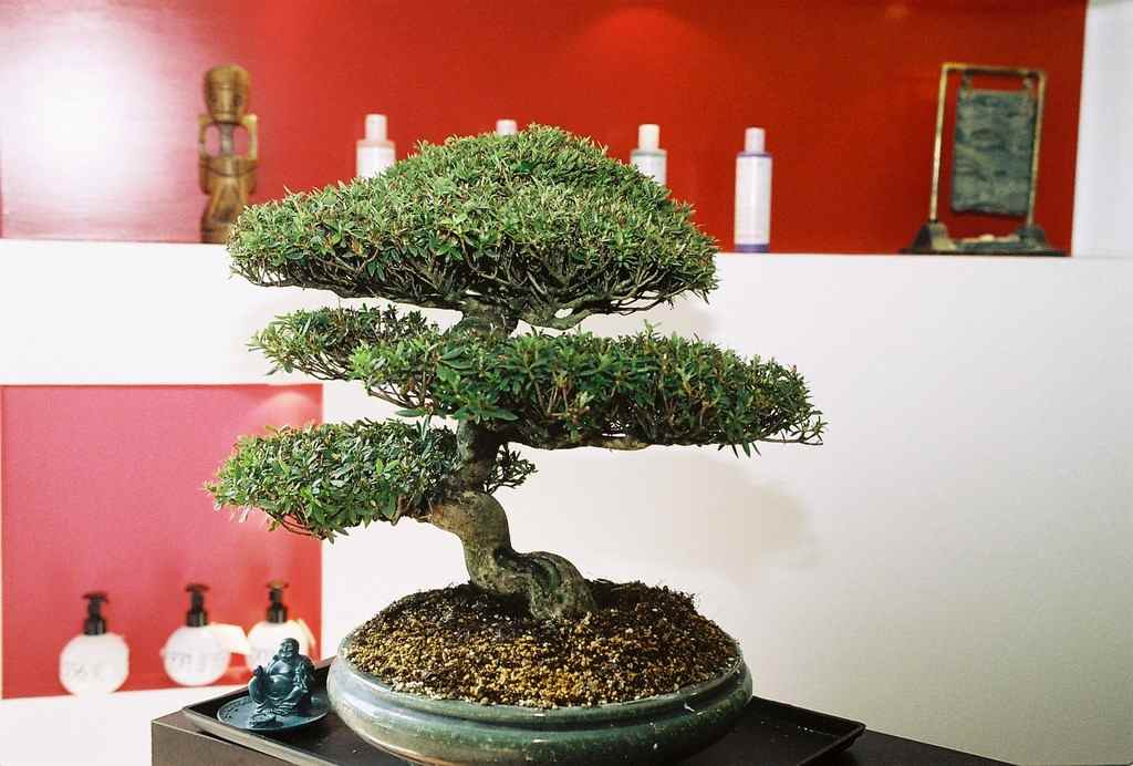 Bonsai déco Attitudes Bayonne