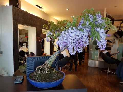 Coiffeur Bayonne# Attitudes